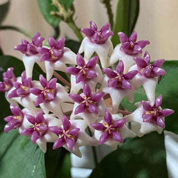 Purple Hoya Carnosa Flower Seeds for Planting Cottage Garden Essential Heirloom & GMO Free Seeds for Home Garden
 
 Sale