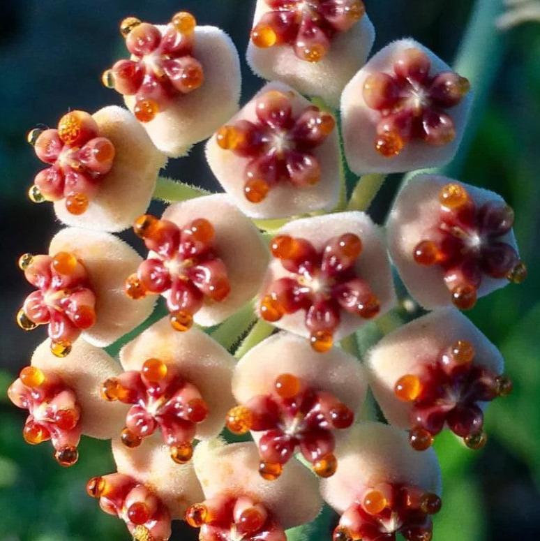 Hoya Kerrii for Planting - Easy to Grow, Heirloom & GMO Free Seeds for Home Garden