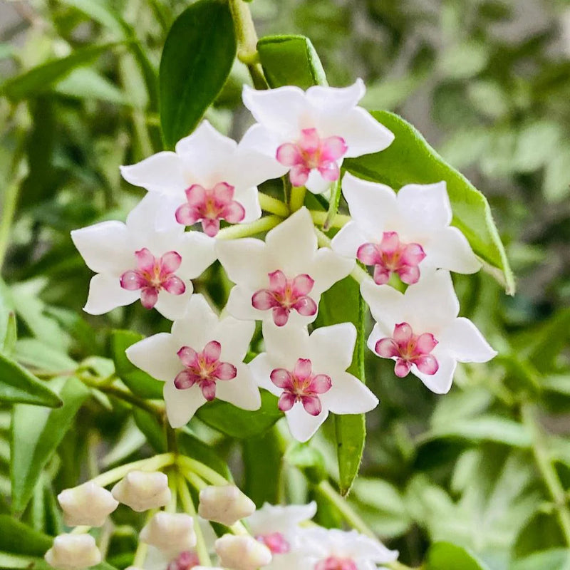 Hoya Bella Flower seeds for Planting - Shade Tolerant, Heirloom & GMO Free Seeds for Home Garden