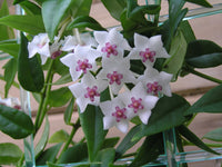 Purple White Hoya Flower seeds for Planting - Bright Blooms, Heirloom & GMO Free Seeds for Home Garden