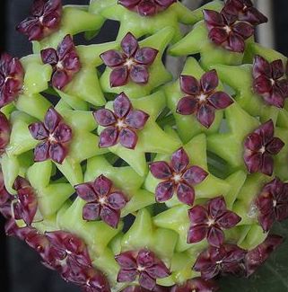 Green Purple Hoya Flower Seeds for Planting Compact Growth Heirloom & GMO Free Seeds for Home Garden
 
 Sale