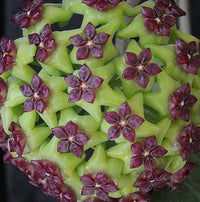 Green Purple Hoya Flower Seeds for Planting Compact Growth Heirloom & GMO Free Seeds for Home Garden
 
 Sale