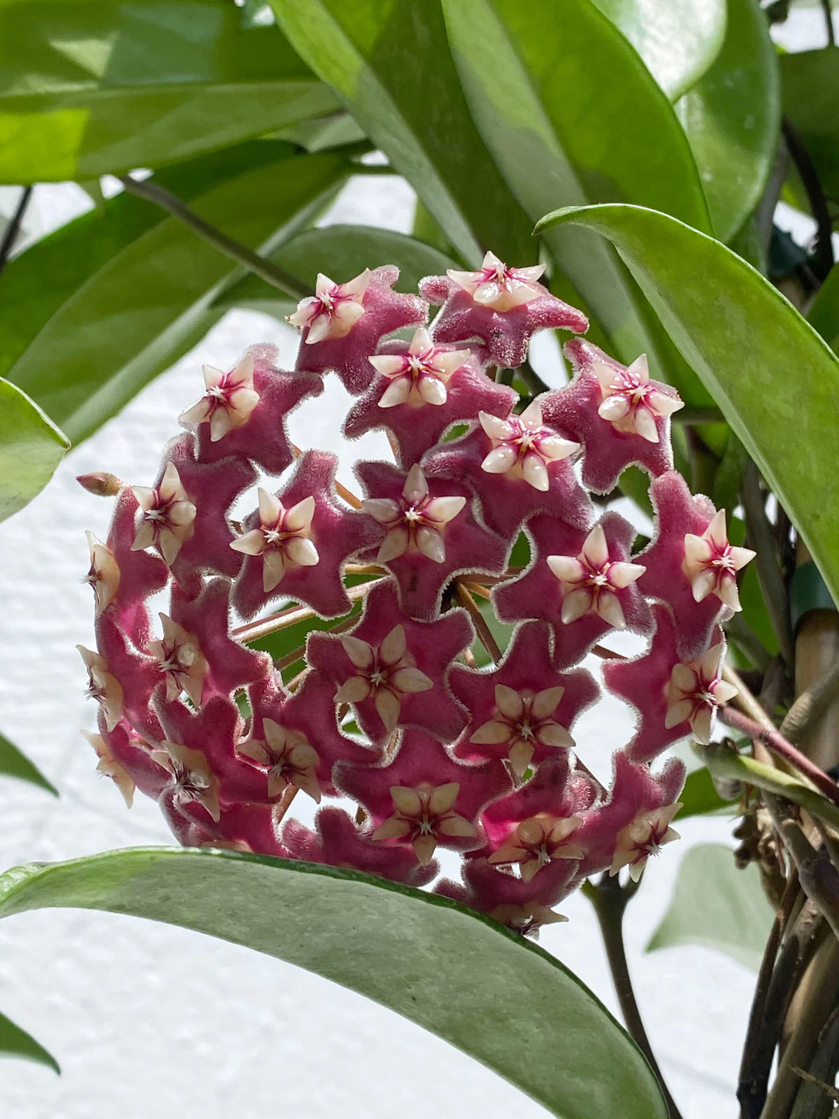 Maroon Hoya Flower seeds for Planting Hardy Variety Heirloom & GMO Free Seeds for Home Garden
 
 Sale
