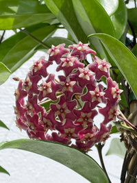 Maroon Hoya Flower seeds for Planting Hardy Variety Heirloom & GMO Free Seeds for Home Garden
 
 Sale