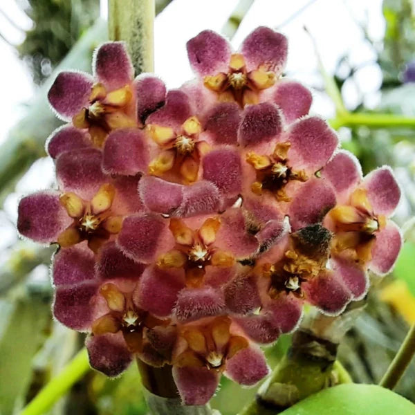 Hoya Gracilis Flower seeds for Planting Drought Tolerant Heirloom & GMO Free Seeds for Home Garden 
 
 Sale