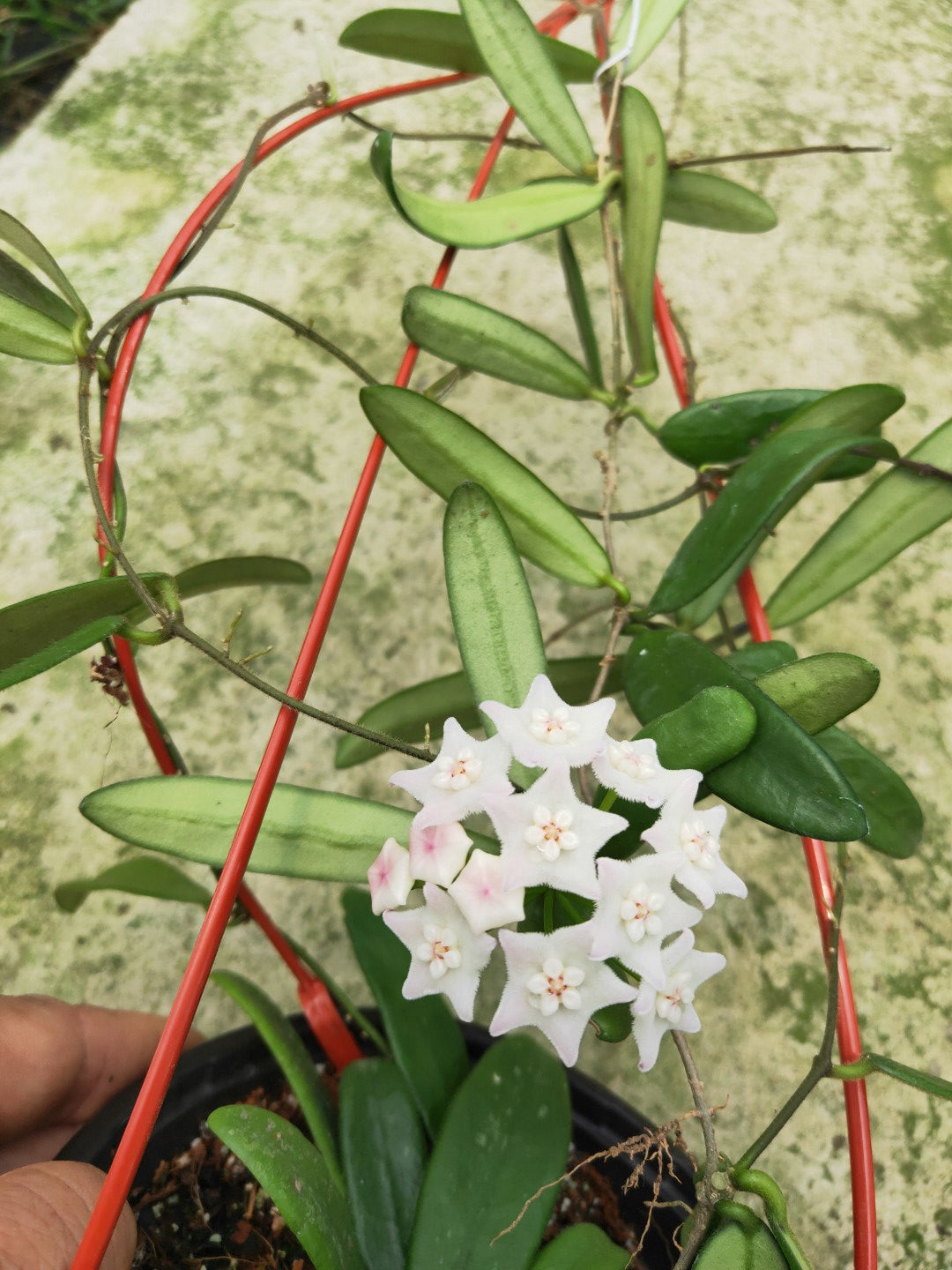 Sea Green Hoya Flower seeds for Planting Compact Growth Heirloom & GMO Free Seeds for Home Garden 
 
 Sale
