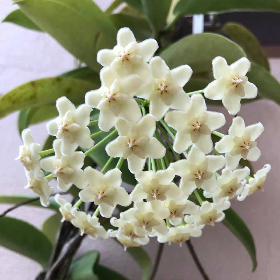 Hoya White Flower seeds for Planting - Wildflower Mix, Heirloom & GMO Free Seeds for Home Garden