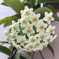 Hoya White Flower seeds for Planting - Wildflower Mix, Heirloom & GMO Free Seeds for Home Garden