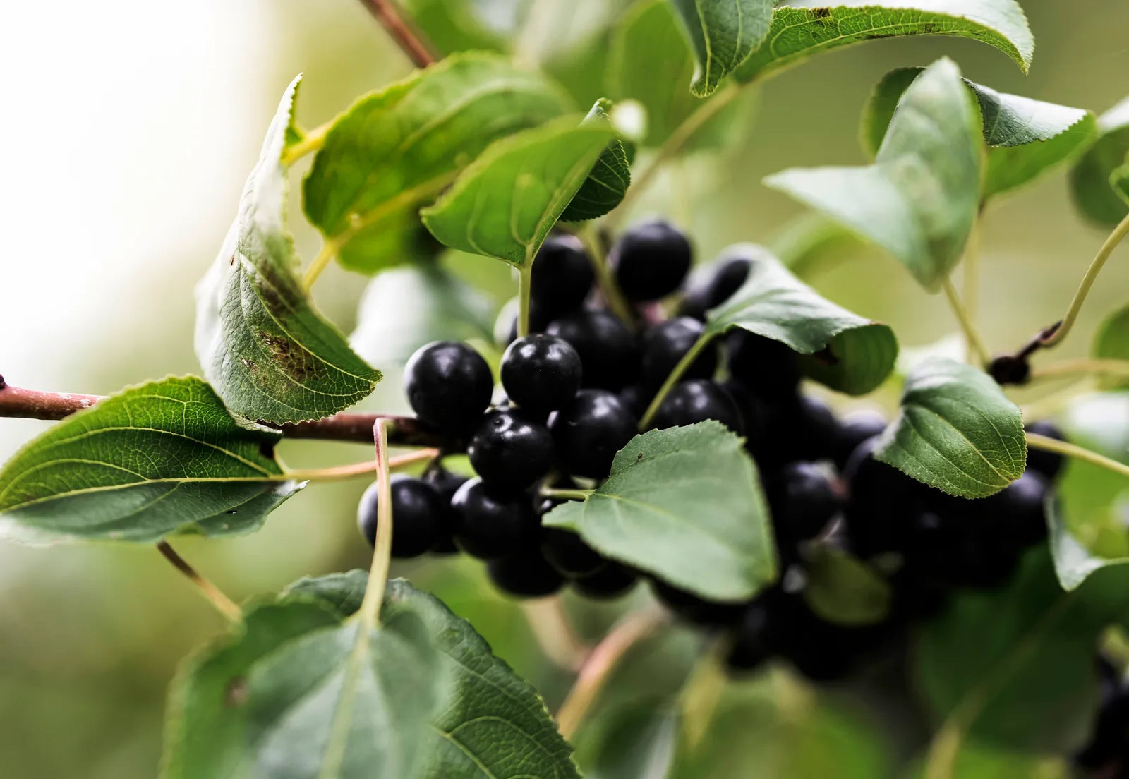 Huckleberry Planting Seeds for Growing Fruit  Sweet and Tangy Berries at Home