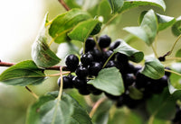Huckleberry Planting Seeds for Growing Fruit  Sweet and Tangy Berries at Home