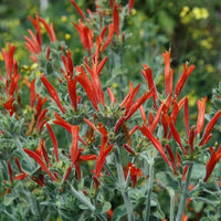 Hummingbird Flower seeds for Planting Seasonal Bloomer Heirloom & GMO Free Seeds for Home Garden 
 
 Sale