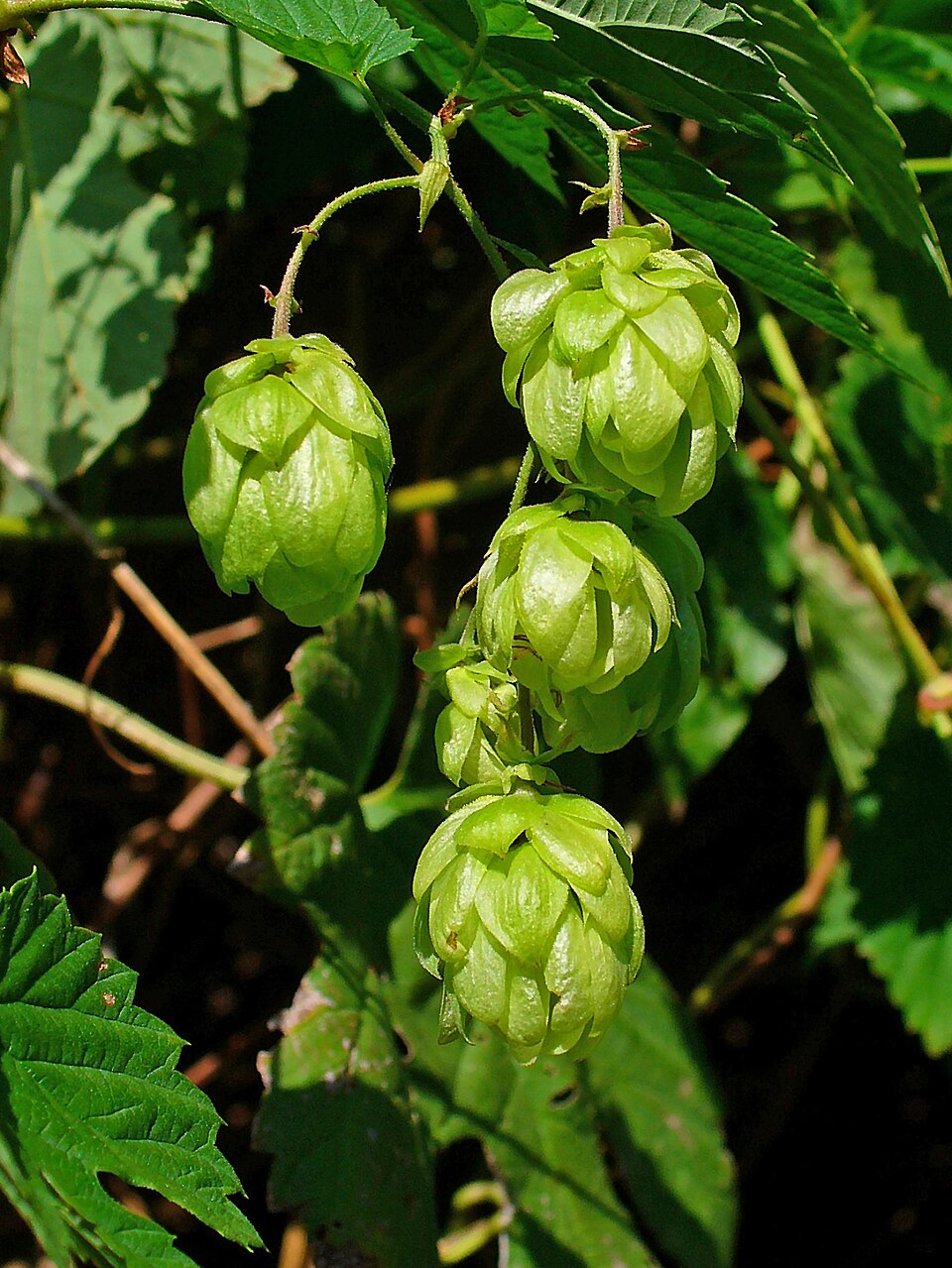 Army Green Humulus Lupulus Seeds for Planting – Heirloom & NonGMO Garden Favorite
 
 Sale
