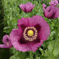 Hungarian Flower seeds for Planting Perfect for Borders Heirloom & GMO Free Seeds for Home Garden 
 
 Sale