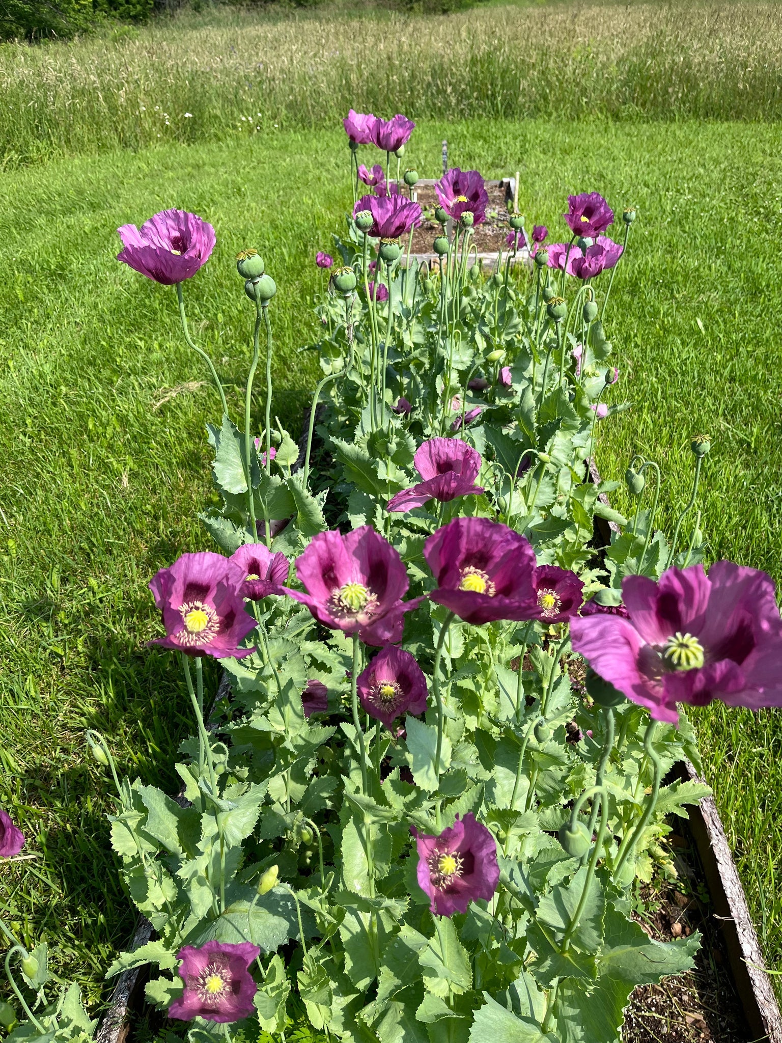 Hungarian Flower seeds for Planting Perfect for Borders Heirloom & GMO Free Seeds for Home Garden 
 
 Sale