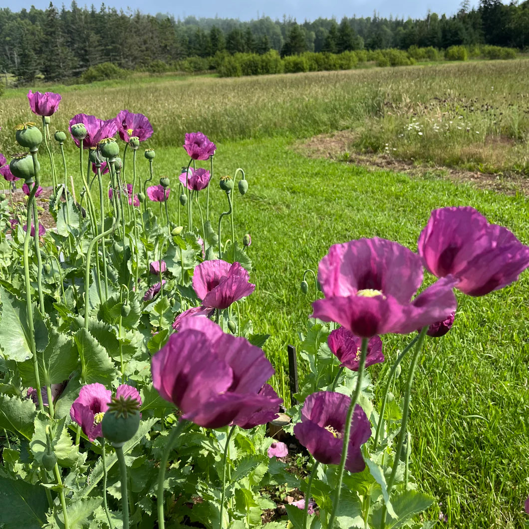 Hungarian Flower seeds for Planting Perfect for Borders Heirloom & GMO Free Seeds for Home Garden 
 
 Sale