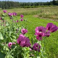 Hungarian Flower seeds for Planting Perfect for Borders Heirloom & GMO Free Seeds for Home Garden 
 
 Sale