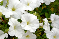 White Petunia Wave Flower seeds for Planting - Bright Blooms, Heirloom & GMO Free Seeds for Home Garden
