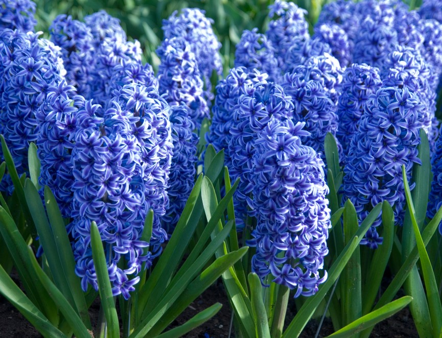 Purple Hyacinthus Orientalis Flower seeds for Planting - Easy to Grow, Heirloom & GMO Free Seeds for Home Garden