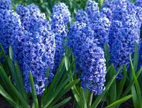 Purple Hyacinthus Orientalis Flower seeds for Planting - Easy to Grow, Heirloom & GMO Free Seeds for Home Garden