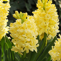 Light Yellow Hyacinth Flower seeds for Planting Colorful Display Heirloom & GMO Free Seeds for Home Garden 
 
 Sale