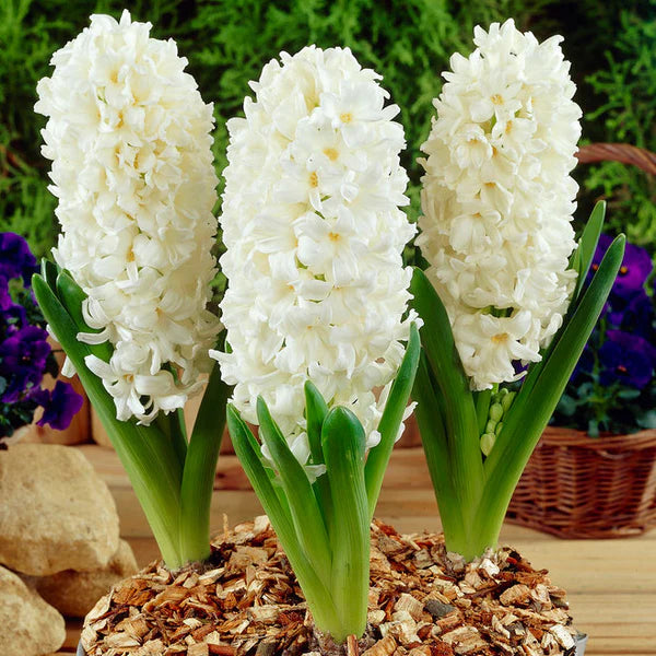 White Hyacinthus Orientalis Flower seeds for Planting Low Maintenance Heirloom & GMO Free Seeds for Home Garden
 
 Sale