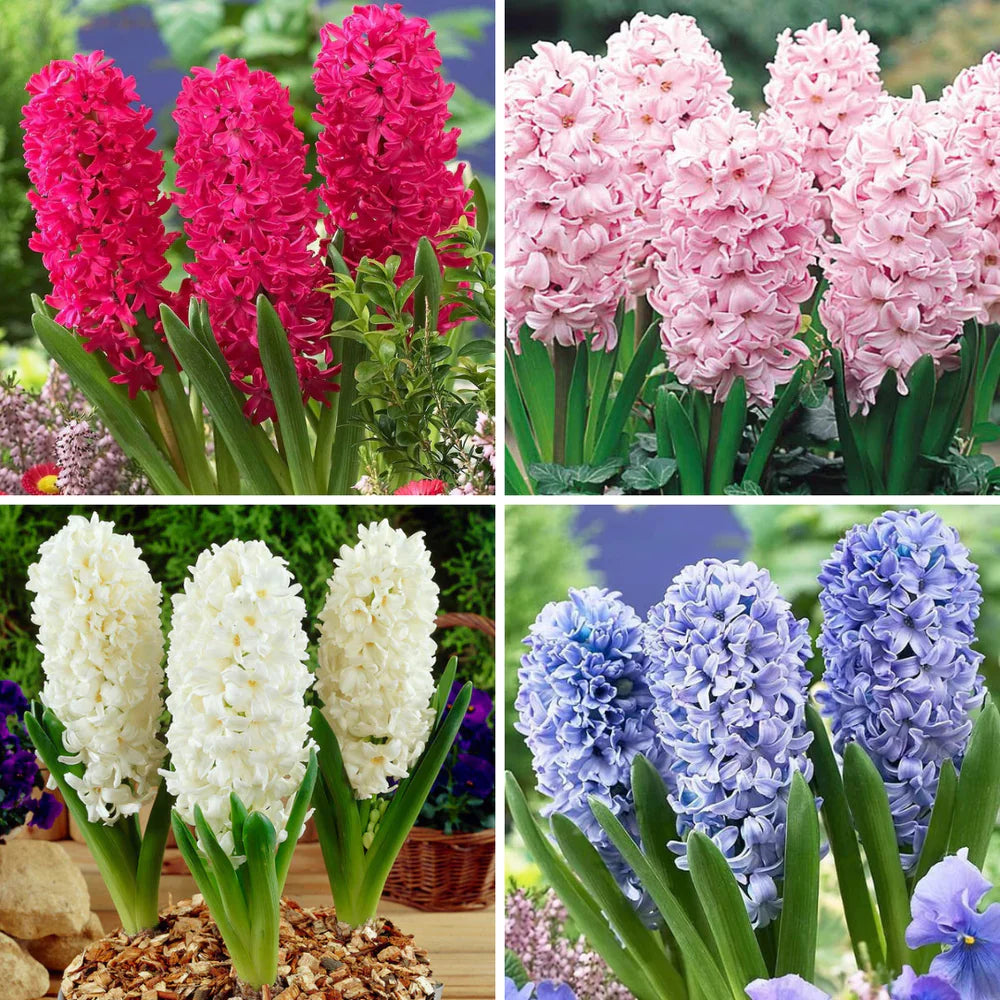 Hyacinthus Orientalis Flower seeds for Planting - Low Maintenance, Heirloom & GMO Free Seeds for Home Garden