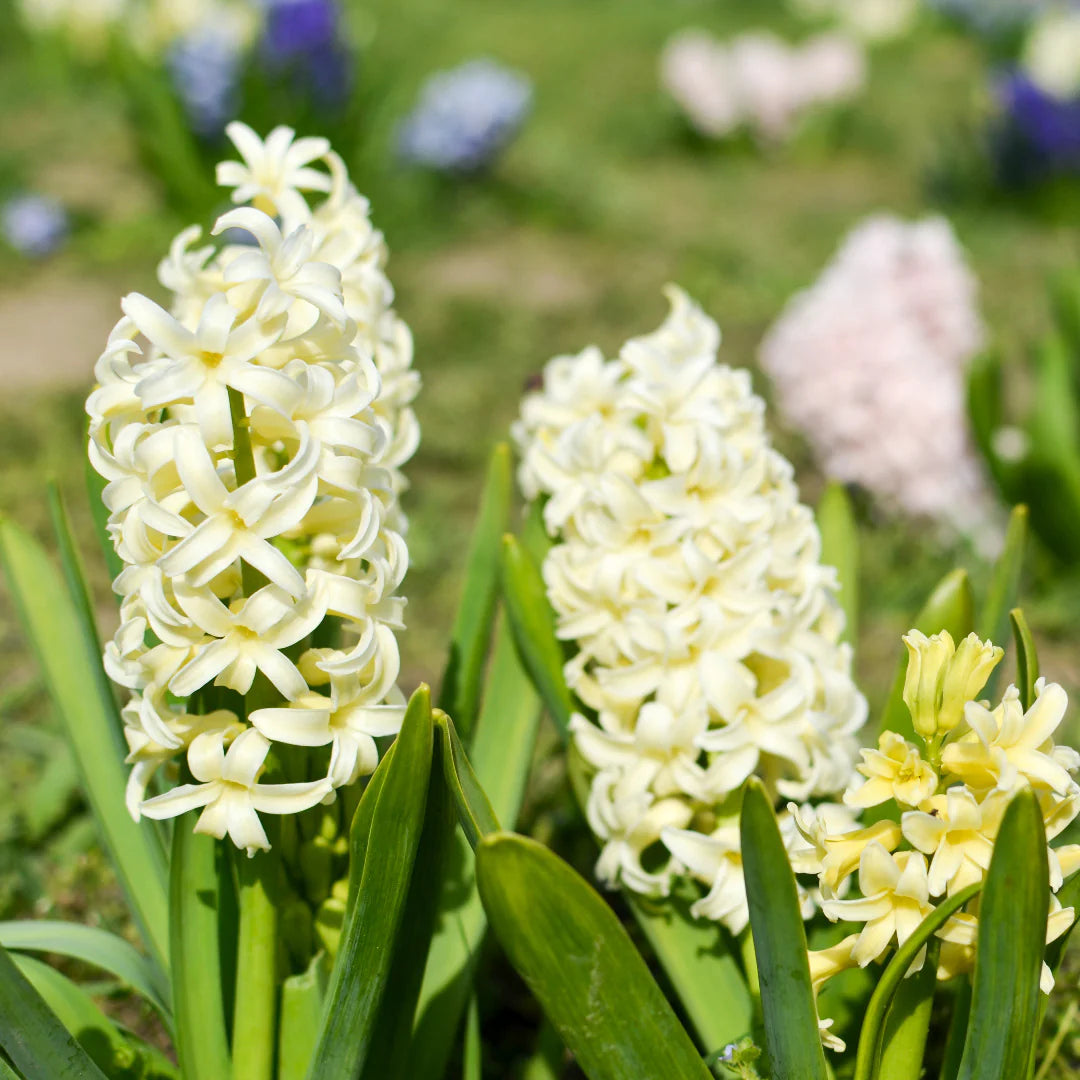 Light Yellow Hyacinth Flower seeds for Planting Colorful Display Heirloom & GMO Free Seeds for Home Garden 
 
 Sale