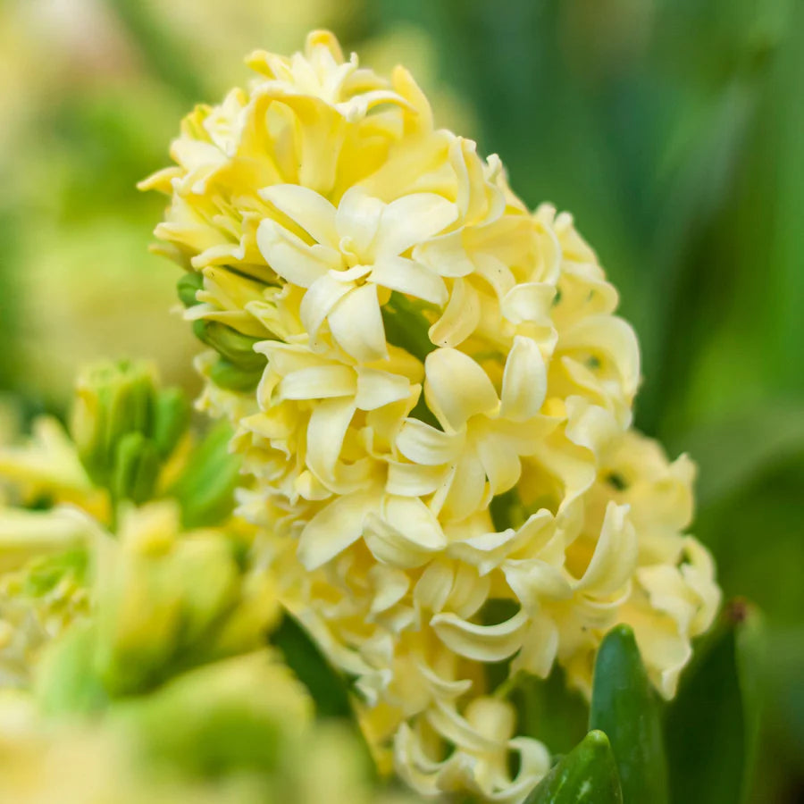 Light Yellow Hyacinth Flower seeds for Planting Colorful Display Heirloom & GMO Free Seeds for Home Garden 
 
 Sale