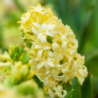 Light Yellow Hyacinth Flower seeds for Planting Colorful Display Heirloom & GMO Free Seeds for Home Garden 
 
 Sale
