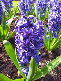 Hyacinth Flower seeds for Planting Sun Loving Heirloom & GMO Free Seeds for Home Garden
