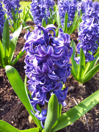 Blue Hyacinth Flower seeds for Planting - Perfect for Borders, Heirloom & GMO Free Seeds for Home Garden
