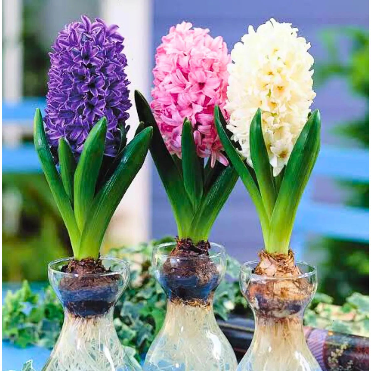 Hyacinth Flower seeds for Planting - Hardy Variety, Heirloom & GMO Free Seeds for Home Garden