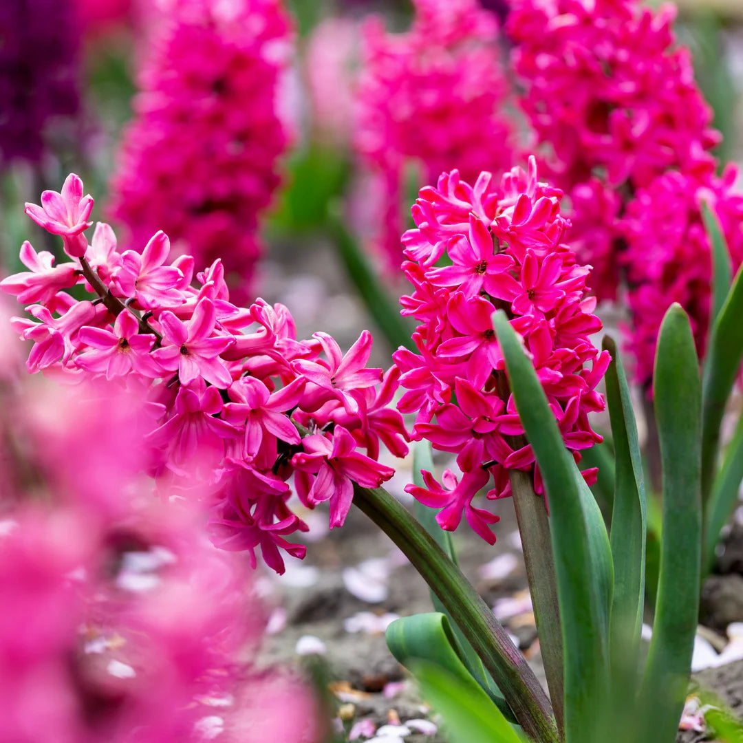 Red Hyacinth Flower seeds for Planting - Sun Loving, Heirloom & GMO Free Seeds for Home Garden