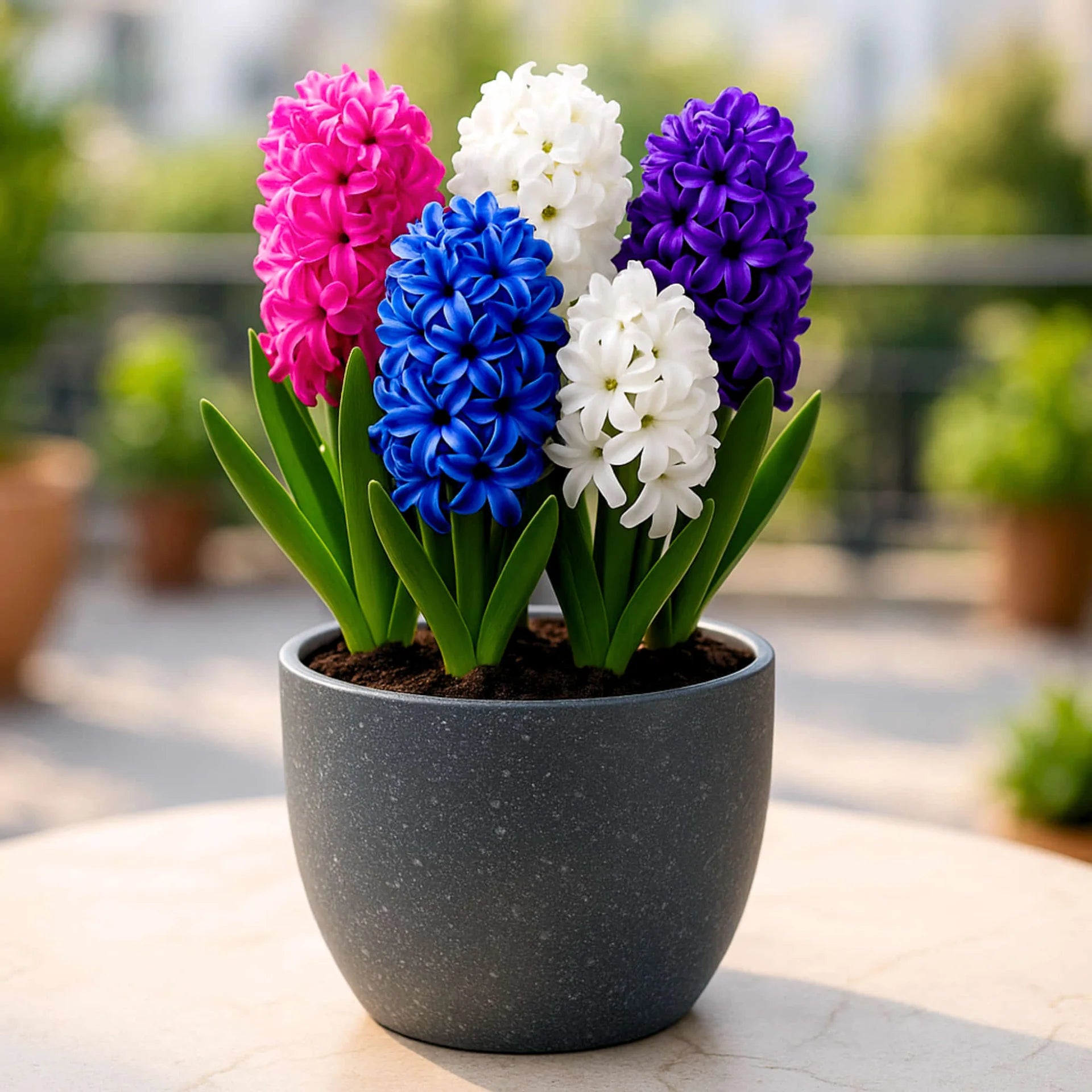 MultiColour Hyacinthus Orientalis Flower seeds for Planting Premium Quality Heirloom & GMO Free Seeds for Home Garden 
 
 Sale