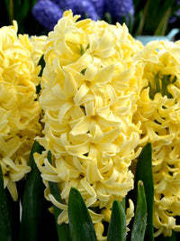 Yellow Hyacinthus Orientalis Flower seeds for Planting Perfect for Borders Heirloom & GMO Free Seeds for Home Garden 
 
 Sale