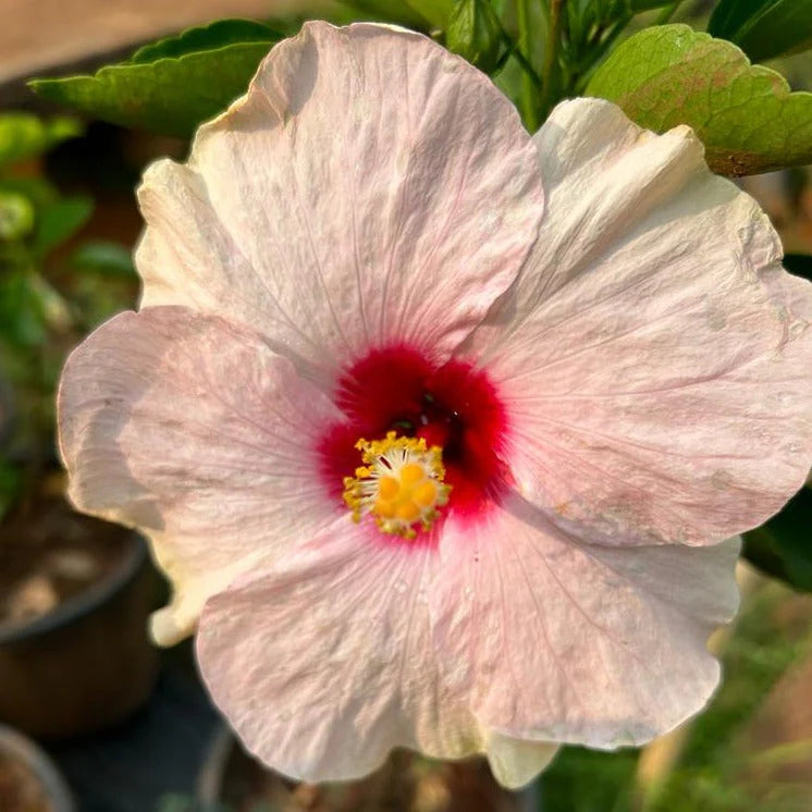 White Pink Hibiscus Flower seeds for Planting Bright Blooms Heirloom & GMO Free Seeds for Home Garden 
 
 Sale