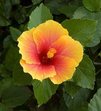 Mixed Hibiscus Flower seeds for Planting - Sun Loving, Heirloom & GMO Free Seeds for Home Garden