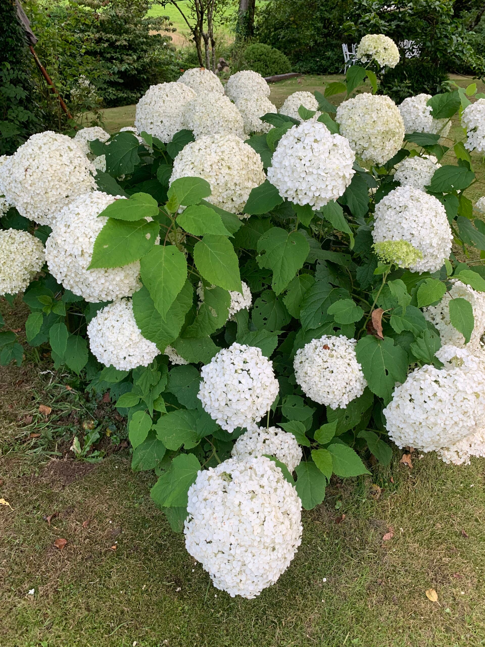 Annabelle Flower seeds for Planting Garden Favorite Heirloom & GMO Free Seeds for Home Garden 
 
 Sale