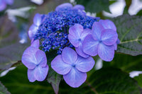 Hydrangea Flower seeds for Planting Cut Flower Favorite Heirloom & GMO Free Seeds for Home Garden