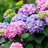 Blue,Pink,Purple Hydrangea Flower seeds for Planting - Shade Tolerant, Heirloom & GMO Free Seeds for Home Garden