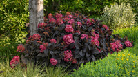 Hydrangea Flower Seeds Burgundy Flower seeds for Planting Cottage Garden Essential Heirloom & GMO Free Seeds for Home Garden
 
 Sale