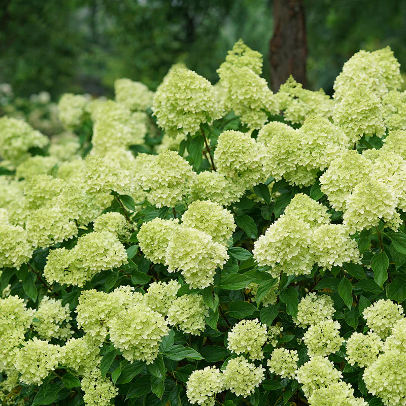 Little Lime Hydrangea Flower seeds for Planting - Shade Tolerant, Heirloom & GMO Free Seeds for Home Garden