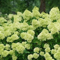 Little Lime Hydrangea Flower seeds for Planting - Shade Tolerant, Heirloom & GMO Free Seeds for Home Garden