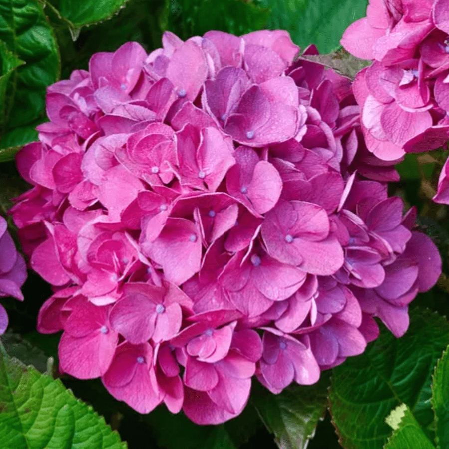 Hydrangea Pink Flower seeds for Planting - Fragrant Blossoms, Heirloom & GMO Free Seeds for Home Garden