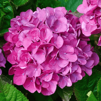 Hydrangea Pink Flower seeds for Planting - Fragrant Blossoms, Heirloom & GMO Free Seeds for Home Garden