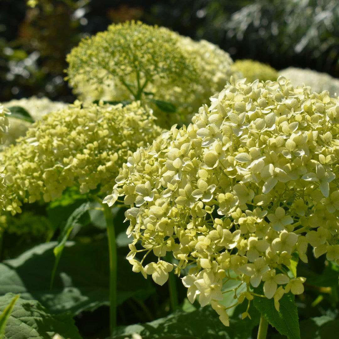 Seaside Serenade Bar Harbor Hydrangea Flower seeds for Planting - Fragrant Blossoms, Heirloom & GMO Free Seeds for Home Garden