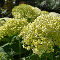 Seaside Serenade Bar Harbor Hydrangea Flower seeds for Planting - Fragrant Blossoms, Heirloom & GMO Free Seeds for Home Garden