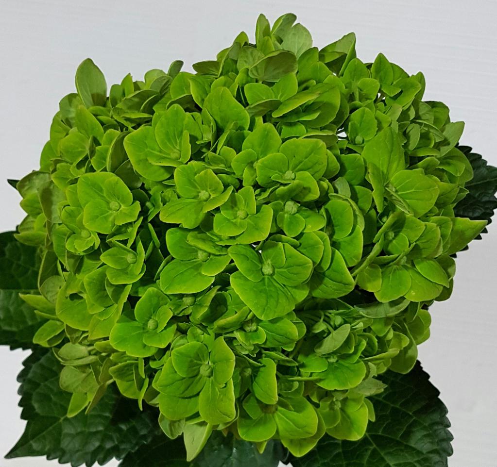 Dark Green Hydrangea Flower seeds for Planting - Easy to Grow, Heirloom & GMO Free Seeds for Home Garden