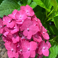 Thick Pink Hydrangea Flower seeds for Planting - Premium Quality, Heirloom & GMO Free Seeds for Home Garden