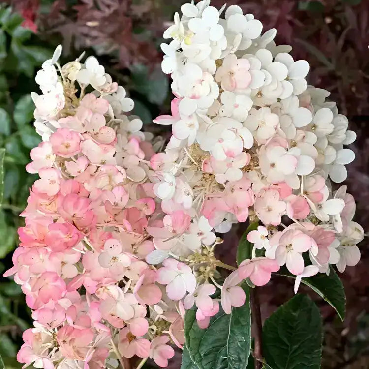 Pink Vanilla Fraise Flower seeds for Planting - Premium Quality, Heirloom & GMO Free Seeds for Home Garden